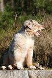 BERGER AUSTRALIEN PUPPIES 658